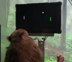 Компьютер - это игрушка или средство получения банана?